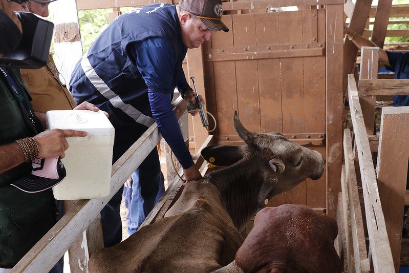 Adaf3 Ultima vacinacao contra aftosa ocorreu no ano passado