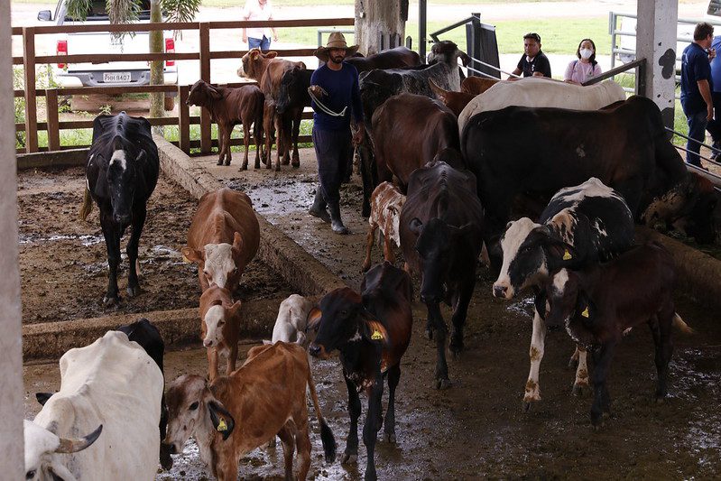 Adaf4 Rebanho amazonense ja soma mais de 27 milhoes de animais