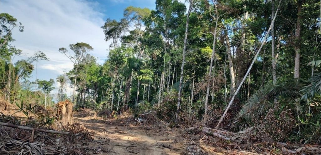 Ipaam embarga mais de 6 mil hectares por desmatamento ilegal com monitoramento remoto em abril 3 Area desmatada Foto 1 Arquivo 13 05 2025 1024x494 1