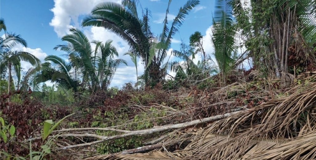 Ipaam embarga mais de 6 mil hectares por desmatamento ilegal com monitoramento remoto em abril 2 Area desmatada Foto 2 Arquivo 13 05 2025 1024x519 1