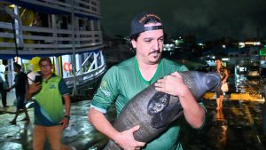 Filhote de peixe boi Foto 1 Ipaam Arquivo 300x169 1