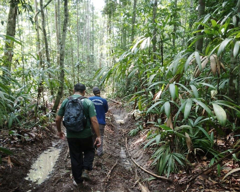 Período do Defeso Florestal chega ao fim nesta quinta-feira no Amazonas 3 Fim do Defeso Florestal Foto 2 14 05 2025