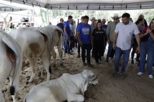Governador Wilson Lima apresenta comitiva que representara o Amazonas em evento que oficializa estado livre da febre aftosa sem vacinacao 4 Foto Alex Pazuello Secom 300x200 1