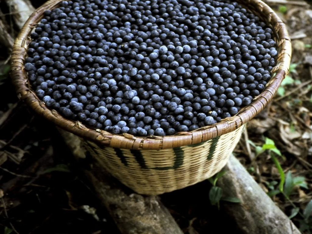 Com incentivos do Idam, produção de açaí cresce 150% no Amazonas 3 Idam producao de acai Foto Divulgacao Idam 1024x769 1