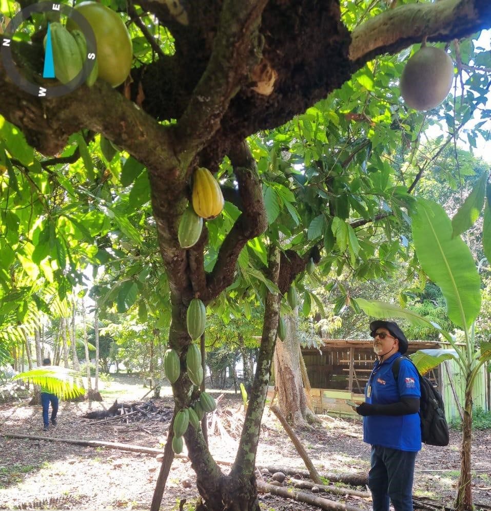 Em Boa Vista do Ramos, ação conjunta monitora lavouras de cacau e cupuaçu contra monilíase 2 Idam visitas tecnicas Boa Vista do Ramos Foto Divulgacao Idam