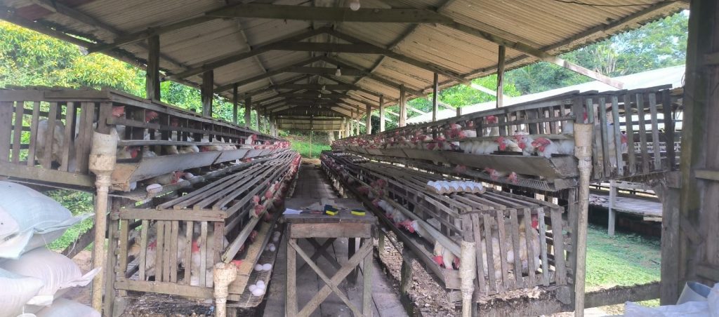 Ipaam notifica seis granjas no Amazonas e reforça necessidade de regularização ambiental 2 Ipaam Acao em granjas Foto 2 24 05 2025 1 1024x452 1