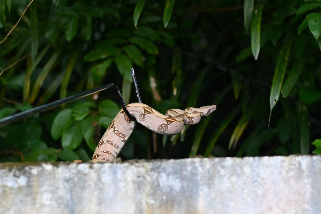 Noventa animais silvestres são resgatados pelo Ipaam de janeiro a maio 5 Ipaam Jiboia Foto 4 Ipaam Arquivo 1024x683 1