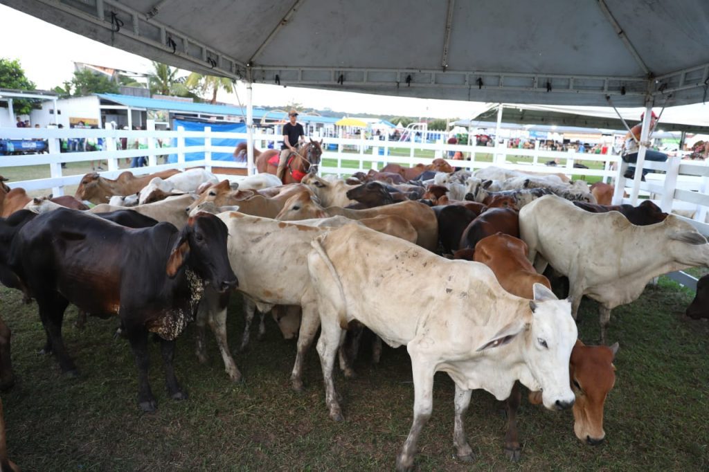 Sepror investe recursos para apoiar a realização da 6ª Exposição Agropecuária de Nhamundá 5 SEPROR EXPOSICAO AGROPECUARIA DE NHAMUNDA FOTO EMERSON MARTINS SEPROR 1024x682 1