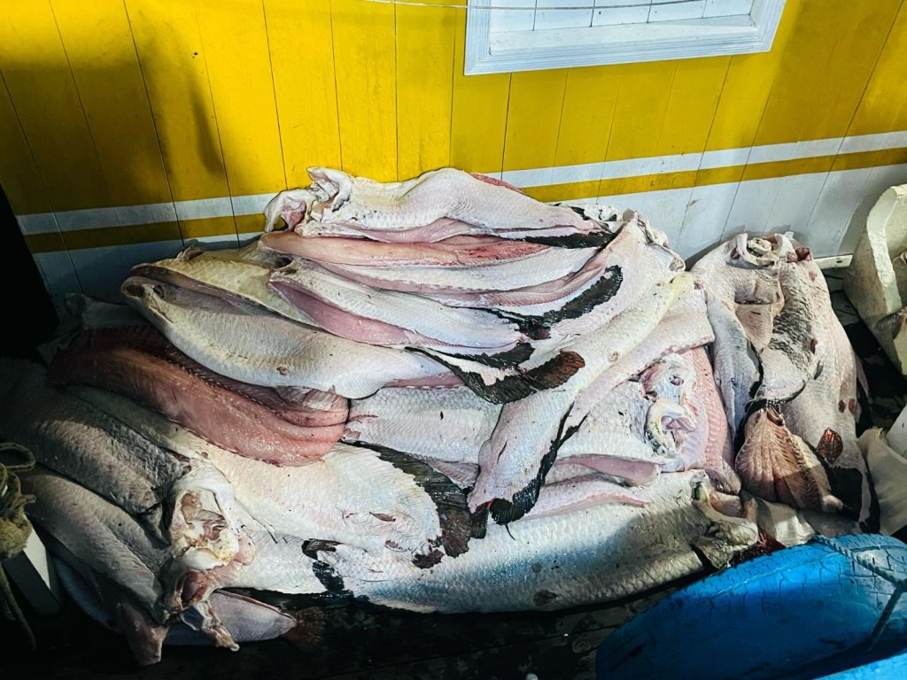 Sema apoia operação de apreensão de quatro toneladas de pescado ilegal na RDS Piagaçu-Purus 7 Sema apoia apreensao de quatro toneladas de pescado ilegal na RDS Piagacu Purus 5 1024x768 1