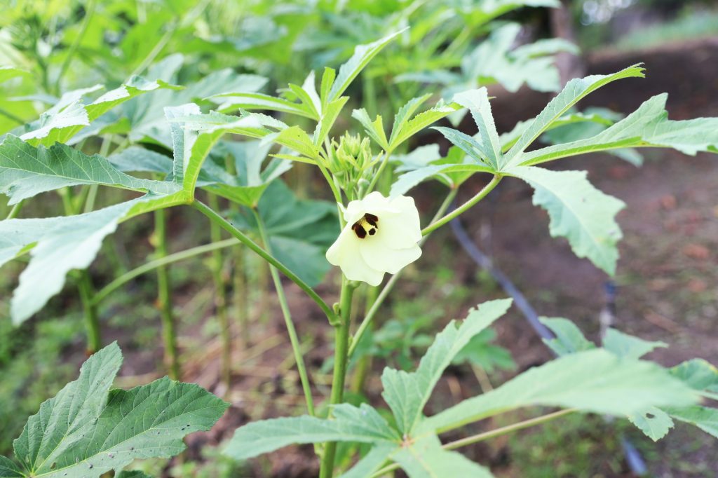 Sepror divulga Plano Estadual de Agroecologia e Produção Orgânica do Amazonas para consulta pública 3 Sepror Pleapo 25 28 foto Isaac Maia 2 1024x682 1
