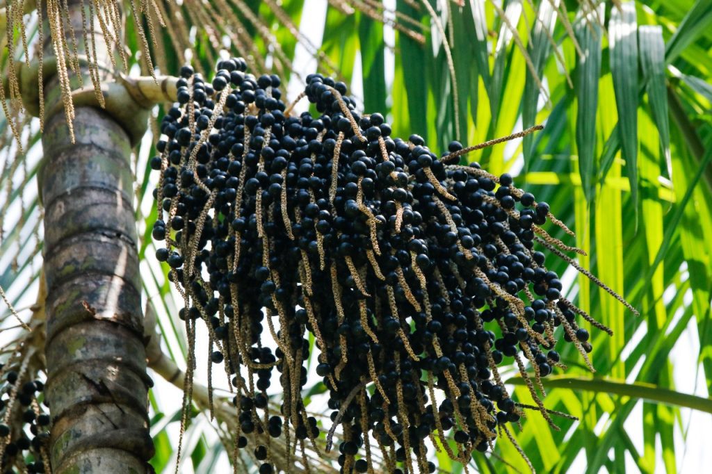 Com incentivos do Idam, produção de açaí cresce 150% no Amazonas 2 WhatsApp Image 2025 05 20 at 140123 1024x682 1