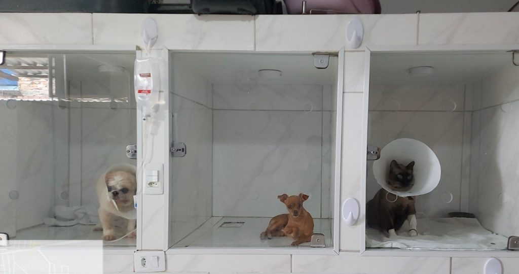 Ipaam orienta sobre o licenciamento obrigatório de clínicas veterinárias no Amazonas 2 WhatsApp Image 2025 05 29 at 151226 1 1024x540 1
