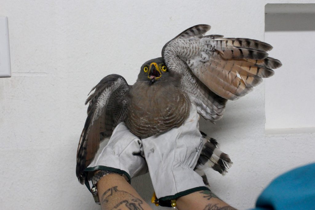 Gavião-carijó é resgatado pela Sepet e Ipaam em área próxima ao Sambódromo 2 Gaviao carijo Foto 1 13 06 2025 1024x683 1