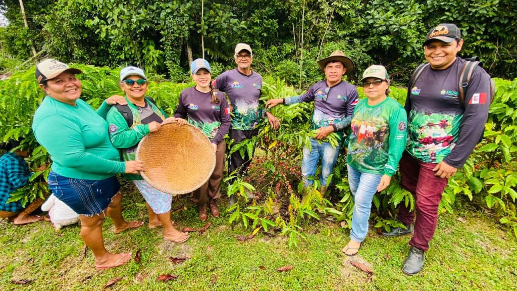 Em São Sebastião do Uatumã, agricultora familiar assistida pelo Idam inicia primeira colheita de café 5 Idam Colheita de cafe Sao Sebastiao do Uatuma Foto Divulgacao Idam 1024x576 1
