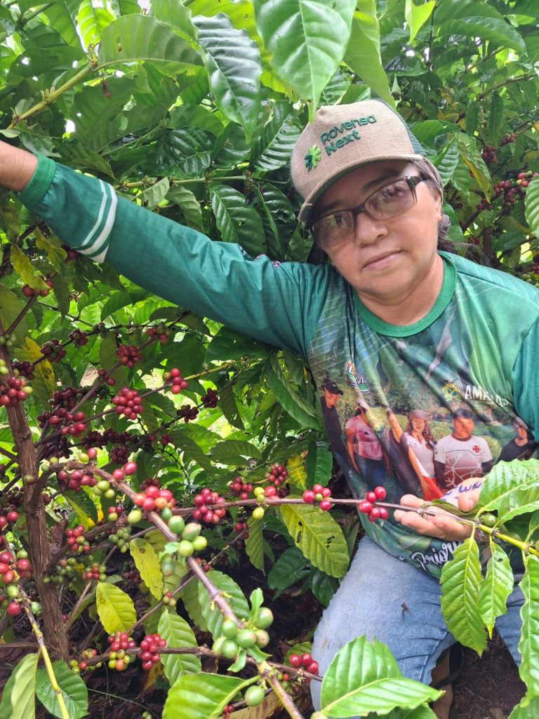 Em São Sebastião do Uatumã, agricultora familiar assistida pelo Idam inicia primeira colheita de café 3 Idam Colheita de cafe em Sao Sebastiao Uatuma Foto Divulgacao Idam 768x1024 1
