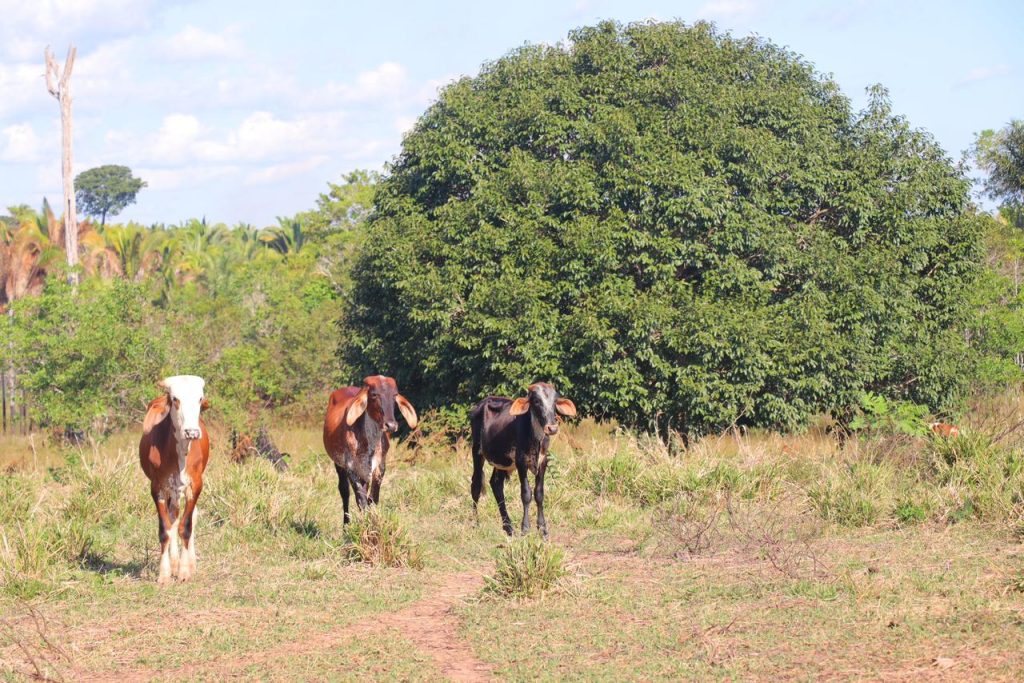 Em Itapiranga, Idam abre inscrições para o curso ‘Boas Práticas no Manejo de Cria na Pecuária’ 3 Idam Curso Pecuaria Foto Divulgacao Idam 1024x683 1