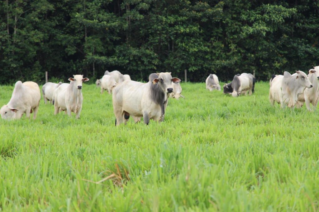 Em Itapiranga, Idam abre inscrições para o curso ‘Boas Práticas no Manejo de Cria na Pecuária’ 2 Idam Curso Pecuaria em Itapiranga Foto Divulgacao Idam 1024x682 1