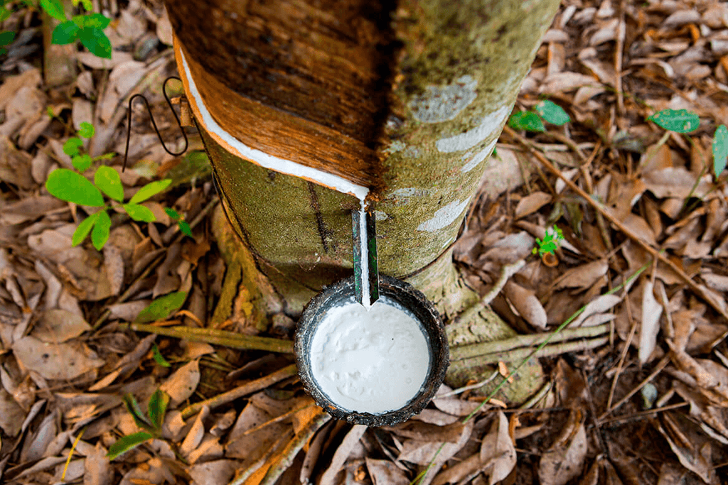 No interior, Idam recebe documentação para credenciamento da Subvenção Econômica da Borracha 2 Idam Subvencao da Borracha1 Foto Arquivo Idam