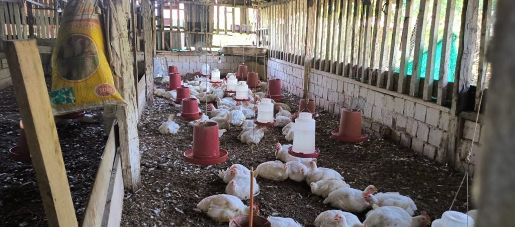 Ipaam notifica três granjas em Atalaia do Norte para regularização ambiental 5 Ipaam Granja em Atalaia do Norte Foto 3 10 06 2025 1024x452 1