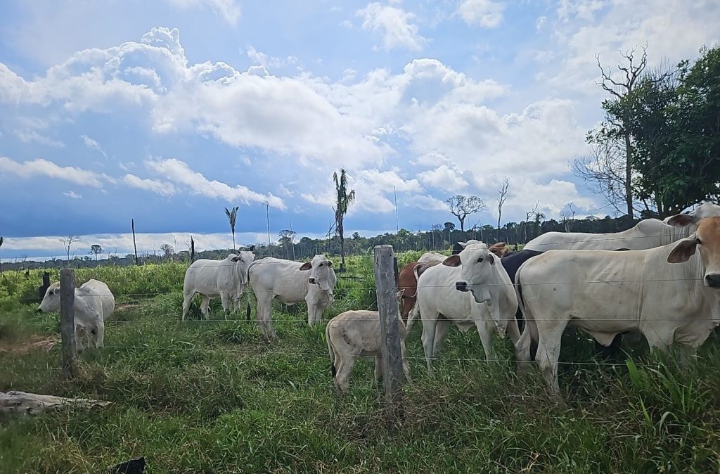 Operação Tamoiotatá V: Ipaam aplica mais de R$ 930 mil em multas por criação ilegal de gado na Floresta de Tapauá 2 Operacao Tamoiotata V Foto 1 27 06 2025 1024x674 1