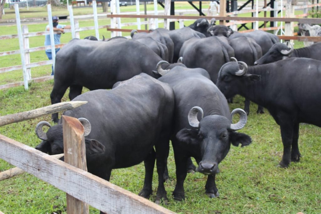 Adaf convoca produtores a realizarem atualização cadastral de animais até 15 de junho 3 WhatsApp Image 2025 06 09 at 111721 1 1024x682 1
