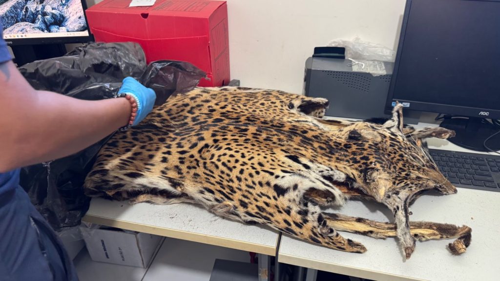 Crimes contra fauna e flora são investigados com apoio da perícia ambiental 5 WhatsApp Image 2025 06 23 at 120423 1 1024x576 1