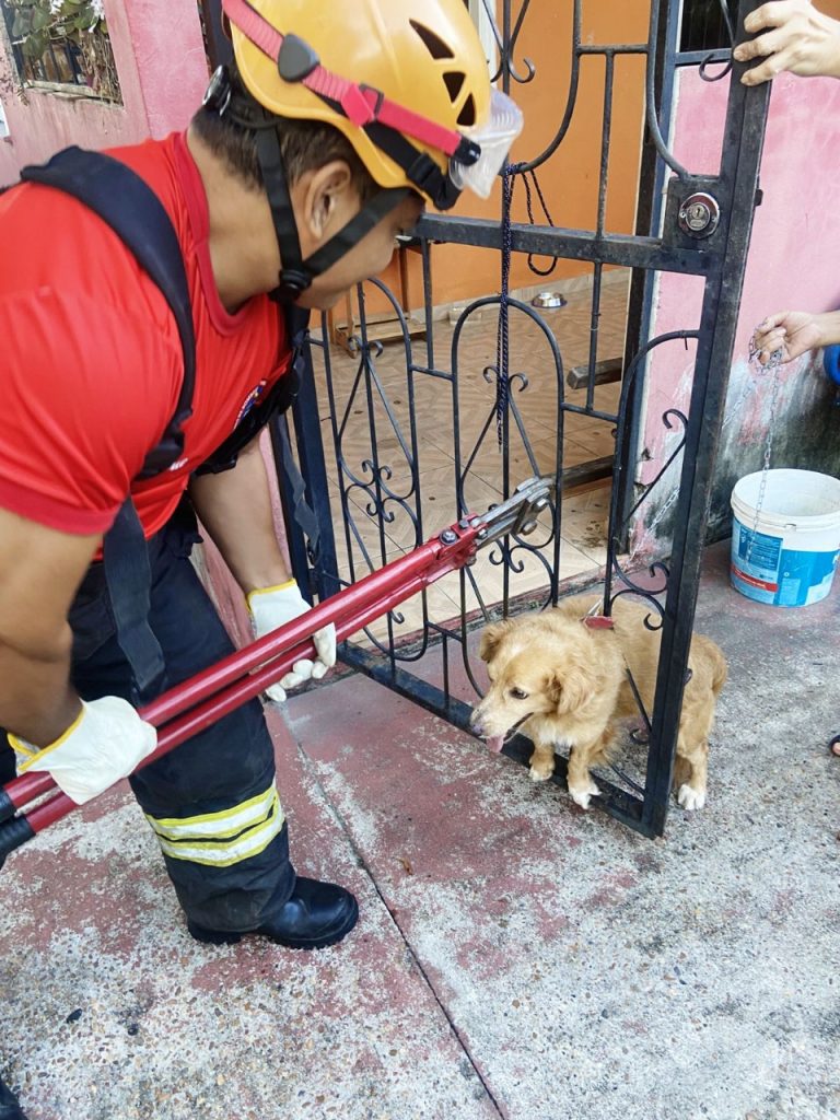 Em Manacapuru, Corpo de Bombeiros resgata cachorro preso em grade após se assustar com fogos de artifício 2 WhatsApp Image 2025 06 30 at 124152 768x1024 1