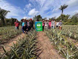 Em Barreirinha, Idam incentiva crescimento da cadeia produtiva do abacaxi