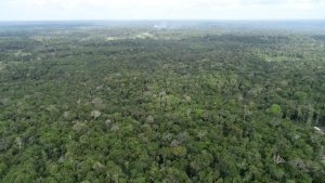 Ipaam registra queda de 52,46% no desmatamento e 64,72% nos focos de calor no mês de junho